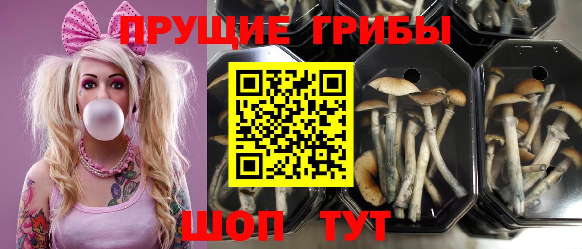 Псилоцибиновые грибы Psilocybine cubensis  Галлюциногенные грибы ЛСД  Вход с VPN  Карабулак 